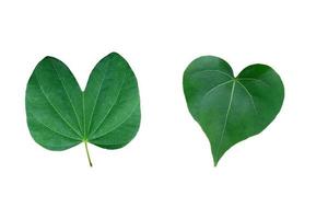 Green  leaves isolated set on white background, clipping path. photo