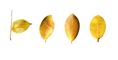 Yellow leaves isolated set on white background, clipping path photo