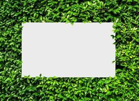 Top view nature concept, Paper frame layout note, Flat lay on green Leaves background photo