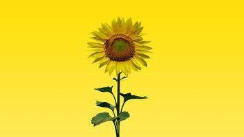 Sunflower on yellow background with clipping mask photo