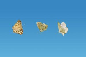 conjunto de mariposas sobre fondo azul aislado con máscara de recorte. foto