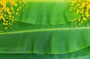 Cassia fistula flowers on green banana leaf background photo