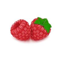 Red raspberries and green leaves isolated on a white background vector