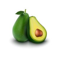 Fruit avocado isolated on white background vector