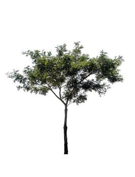 Tree isolated on white background with clipping path, Single tree photo