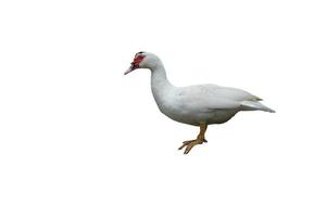 White duck isolated standing on white background and clipping path photo