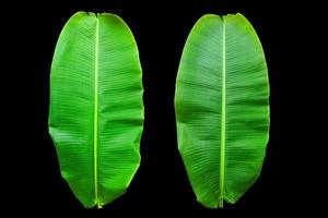 banana leaf green isolate on black background. photo