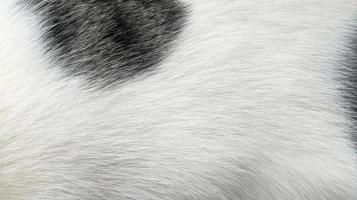White and black cat fur for background,wool texture background. photo