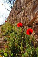 amapolas florecientes en el camino foto