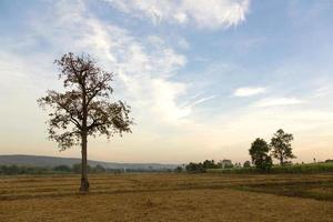 landscape rural view field in autumn with clear sky photo