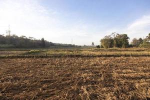 dry rice tree after harvest season photo