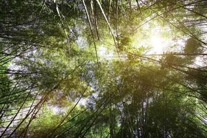 alto árbol de bambú en el cielo foto