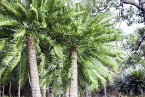 árbol de cobia de fantasía en el bosque foto