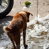 perro callejero en busca de comida increíble, perro en el área de vieja delhi chandni chowk en nueva delhi, india, fotografía callejera de delhi foto