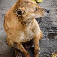 perro callejero en busca de comida increíble, perro en el área de vieja delhi chandni chowk en nueva delhi, india, fotografía callejera de delhi foto