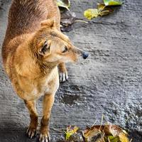 perro callejero en busca de comida increíble, perro en el área de vieja delhi chandni chowk en nueva delhi, india, fotografía callejera de delhi foto