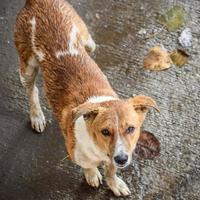 Street dog searching for some amazing food, Dog in old delhi area Chandni Chowk in New Delhi, India, Delhi Street Photography photo