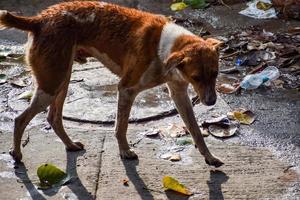 Street dog searching for some amazing food, Dog in old delhi area Chandni Chowk in New Delhi, India, Delhi Street Photography photo