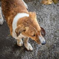 Street dog searching for some amazing food, Dog in old delhi area Chandni Chowk in New Delhi, India, Delhi Street Photography photo