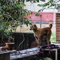 perro callejero en busca de comida increíble, perro en el área de vieja delhi chandni chowk en nueva delhi, india, fotografía callejera de delhi foto