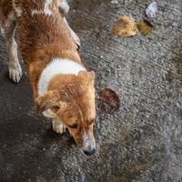 Street dog searching for some amazing food, Dog in old delhi area Chandni Chowk in New Delhi, India, Delhi Street Photography photo