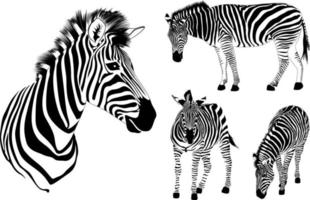 Set of zebra. Wild animal texture design.