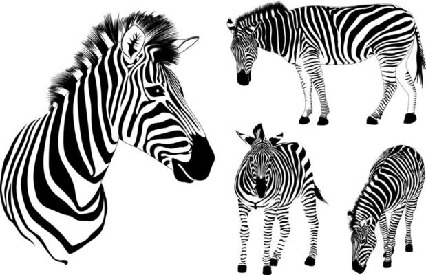 Set of zebra. Wild animal texture design.