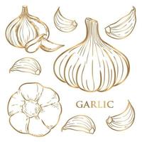 Vector hand drawn gold set of garlic. Herbs and spices sketch illustration
