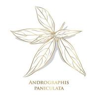 vector. gold Vegetable and Herb, Hand Drawn Illustration of Kariyat or Andrographis Paniculata Plants. Ayurveda Herbal Medicine Used to Treat Infections and Some Diseases. vector