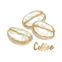 vector. coffee beans with golden stripes on a white background vector