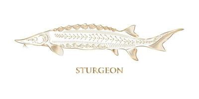 vector golden hand drawn sturgeon on white background