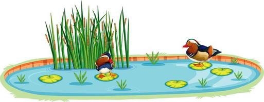 Ducks in a pond in cartoon style vector