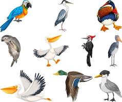 diferentes tipos de colección de aves vector