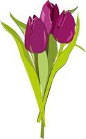 Dark pink tulip with leaves vector