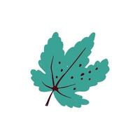 Maple leaf drawn on a white background. Vector. vector