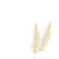 Pampas grass on a white background in a hand drawn style  . Cream branch of dry grass.  Template for a wedding card. Vector background