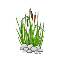 Reeds in grass in the stones  isolated on white background. Vector illustration in cartoon style.