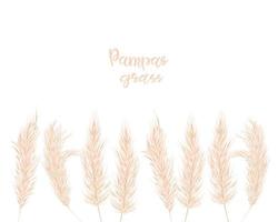 Dry pampas grass  set.  Illustration in the boho style.  Dried plant for decoration, frame, backdrop, fabric print, retro textile, wallpaper, wedding card. Vector illustration