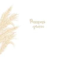 Pampas grass Card template frame on the left with copy space.Floral ornamental grass. Vector illustration for the decoration of flyers, the design of invitations