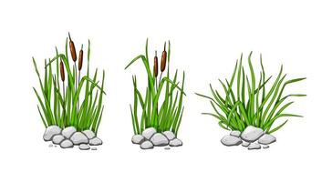 Reeds and grass grow in the stones. The green grass set is isolated on a white background. Vector illustration.