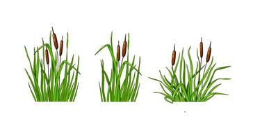 Reed grass set on a white isolated background. Vector illustration in the cartoon style.