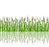 Green grass with reeds and reflection is a seamless illustration. Vector illustration in the cartoon style.