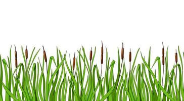 Reeds and green grass seamless background on a white isolated background. Vector illustration for the design of the landscape.