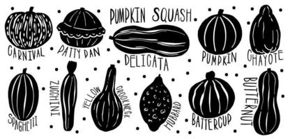 Pumpkin set type name collection.Varieties shape and color.Collection hand drawn element food. vector
