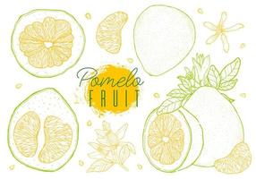 Citrus fruit pomelo vector illustration. Hand drawn sketch style.