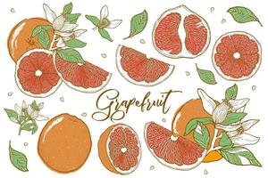 Citrus fruit grapefruit vector illustration. Hand drawn sketch style.