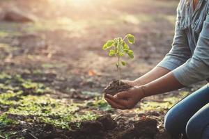 mano plantando árboles jóvenes a la luz de la mañana. concepto ecológico foto