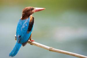 close up common kingfisher in nature photo