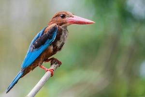 close up common kingfisher in nature photo