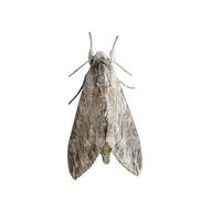 Psilogramma increta isolated on white background, detail of night butterfly photo